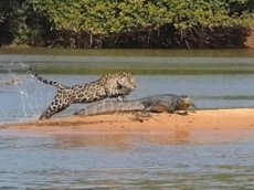 Ягуар победил крокодила