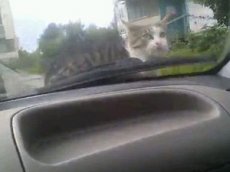Отважный кот прокатился на капоте авто
