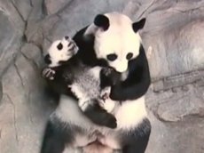 Маме-панде вернули тройняшек