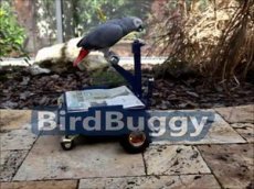 Транспорт для VIP-попугаев