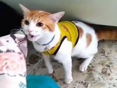 Футбольный болельщик научил кота кричать «гол»