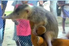 На Гаити обнаружили животное, считавшееся вымершим