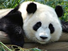 Панда "подкачала пресс" в зоопарке