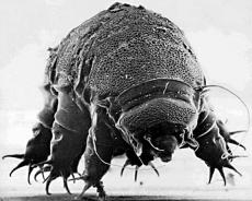 Самыми живучими существами на планете ученые признали водяных медведей