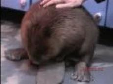 Бобер в супермаркете устроил погром