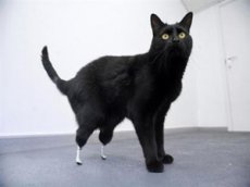 Первый в мире кот с бионическими протезами
