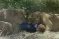 В Кенийском заповеднике львы сожрали туриста
