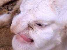 В Дагестане родился баран с человеческим лицом