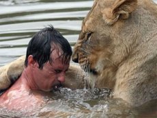 Человек в прайде