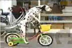 Собаку научили кататься на велосипеде