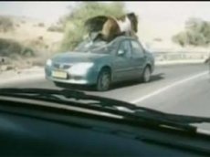 Лошадь попыталась перепрыгнуть машину на трассе