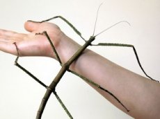 В Китае живет самое длинное насекомое в мире