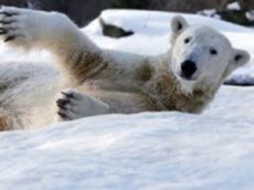 Умер знаменитый медвежонок Кнут: последние минуты жизни