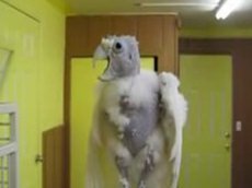 Самый популярный лысый попугай в Сети