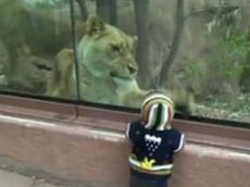 Львица в зоопарке попыталась сожрать ребенка