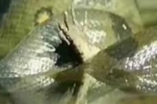 Анаконда против крокодила: кто кого?