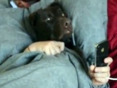 Студентка сняла прикольное видео про человека-пса