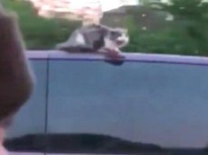 Кошка промчалась на крыше автомобиля по скоростному шоссе