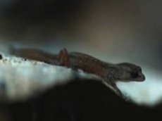 Самая маленькая ящерица обнаружена на Карибах