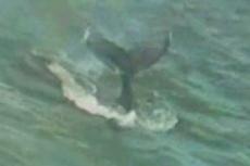 Мама с китенком не могут найти дорогу в океан