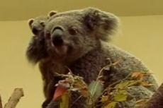 Детенышей коалы показали посетителям китайского зоопарка