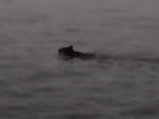 Медведь переплыл Чивыркуйский залив, спасаясь от  пожаров