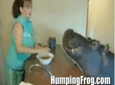 Бегемот стал домашним животным