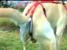 Идиотское изобретение для владельцев собак