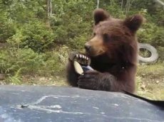 Медвежонок пропустил машины на таежной дороге только после получения пряников
