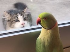 Играющий с котом в прятки попугай рассмешил интернет-пользователей