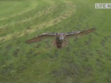 Атака совы в высоком разрешении