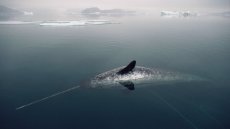 Ученые показали на видео охоту редкого «морского единорога»
