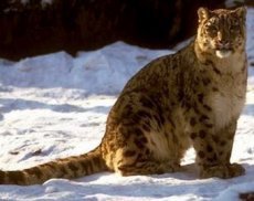 Самка снежного барса попала в объектив камеры