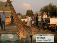 Беременная самка жирафа застряла в бассейне