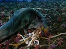 Морские звёзды сожрали … тюленя!