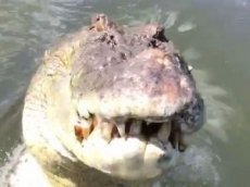 500-килограммовый крокодил едва не откусил оператору голову