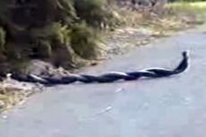 В Индии начались брачные игры змей