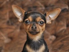 Собака-носильщик стала звездой YouTube