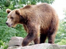 Медведь поправил камеру наблюдения, сбитую медвежатами