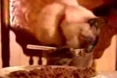 Чудо-кошка ест вилкой и моет лапы перед едой