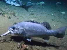 Глубоководная рыба сожрала акулу целиком