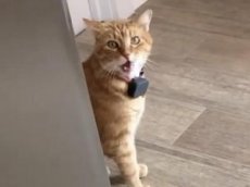 Говорящий кот Гамбино стал новой интернет-звездой