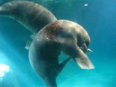 Одинокий морж шокировал общественность