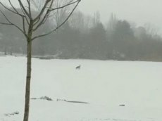 Девушка бросилась в ледяную воду, чтоб спасти собаку