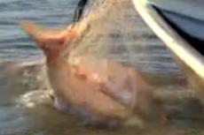 Летающие рыбы покалечили неколько десятков людей в Иллинойсе