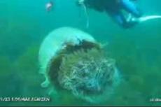 Гигантская медуза у берегов Японии