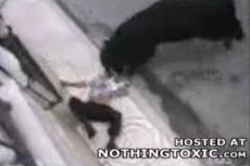 Бешеный бык убил любителя корриды