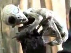 В Мексике убили инопланетянина