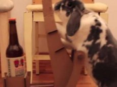 Кролик-официант стал звездой интернета