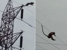 Прыжок обезьяны с ЛЭП сняли на видео
